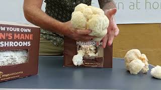 Lion's Mane Grow Box Tutorial