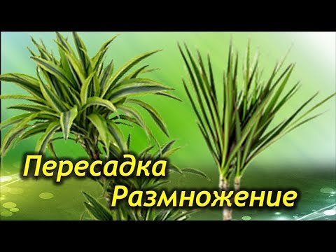 Пересадка Драцены В Домашних Условиях С Фото