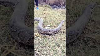 #music #song #bollywoodsongs #nagin#snake #pythan#snakevideo#wildlife#wildanimals#yiutubeshort