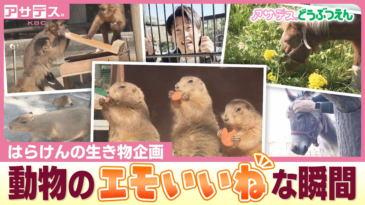 菜の花が見ごろ！はらけんが早春の動物園へ 動物の“エモいいね”な瞬間【アサデス。どうぶつえん】