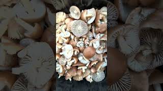 🍄🟫🍄 Луговой опёнок - деликатесный и лечебный гриб.                                       #nature
