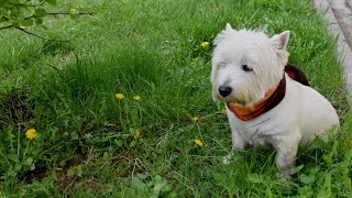 West Highland White terrier (Westie) Bobby. Dogs and flowers