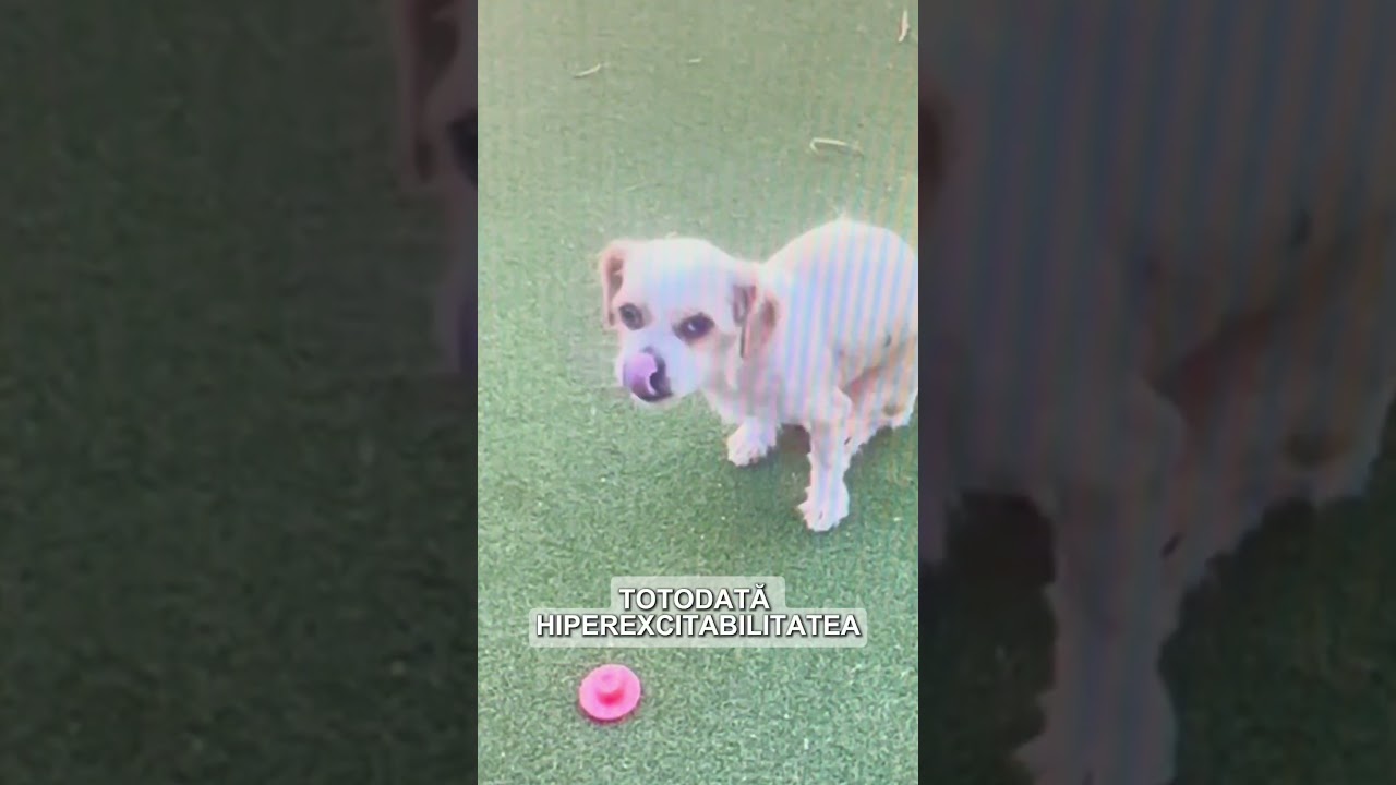 Bichon-ul tremură: cauze posibile