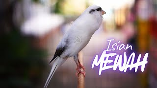 SUARA KENARI PANDA GACOR ISIAN BLACKTHROAT AMPUH BUAT MASTERAN KENARI BAHAN CENGKOK MEWAH BUAT LOMBA