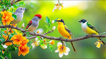 Productivity Flow: Birdsong 🕊️🕊️🕊️ & Piano for Office Calm