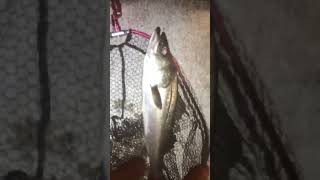 にょろにょろ85 【Jackson】