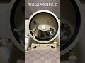 猫用ランニングマシン がんばった結果 - キャットホイール CATWHEEL 猫の回し車 #shorts