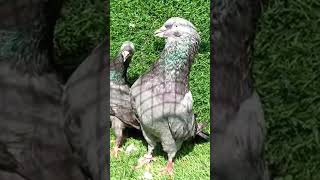 #pigeon#populerpigeon #kabutar#raisenpigeons #kabootarloft05 #pigeonlover#pigeonhouse #pigeonvideo