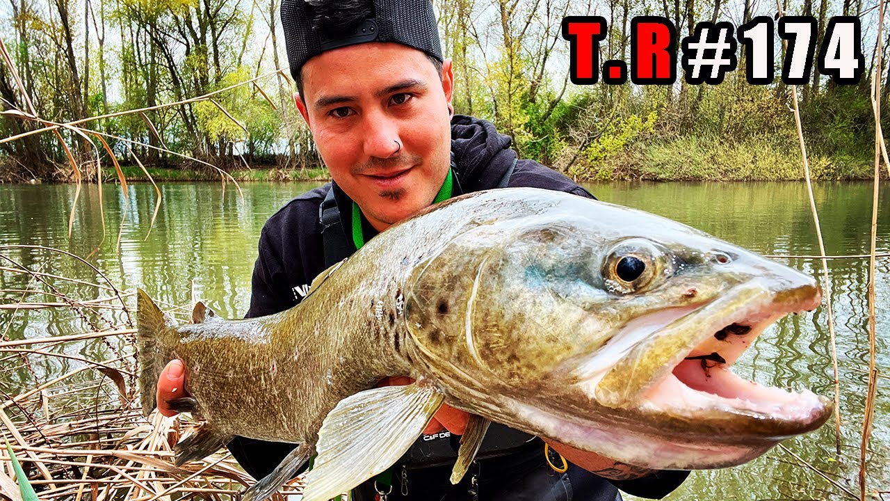 ⚠️PESCA CON MOSCA 🦟 TRUCHAS XXL 👈