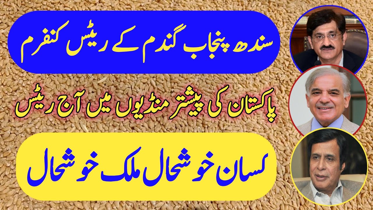Wheat support price today Punjab Sindh Pakistan|Gandam ka rate - YouTube