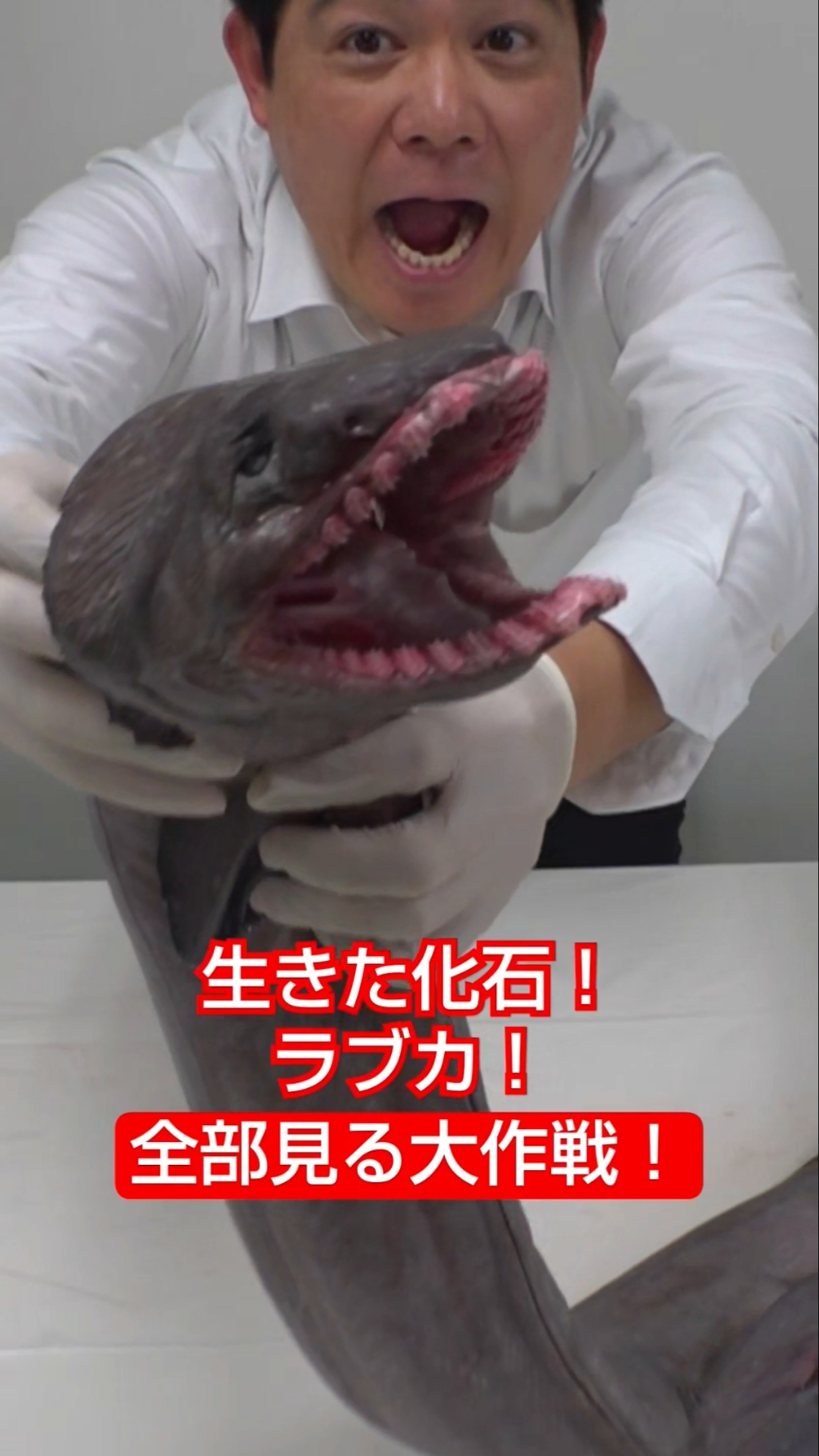 A living fossil! Dissecting a frilled shark! First, observe its