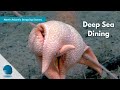 North Atlantic Stepping Stones: Deep-Sea Dining
