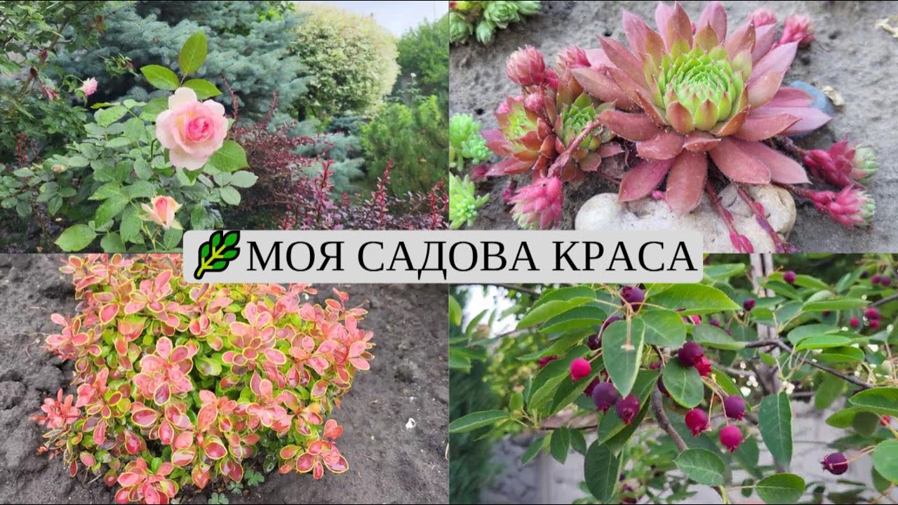 🌿Яка краса у мене розквітла! Очитки, барбарис Адмірейшн, ірга, стрижка верби Хакуро Нішикі