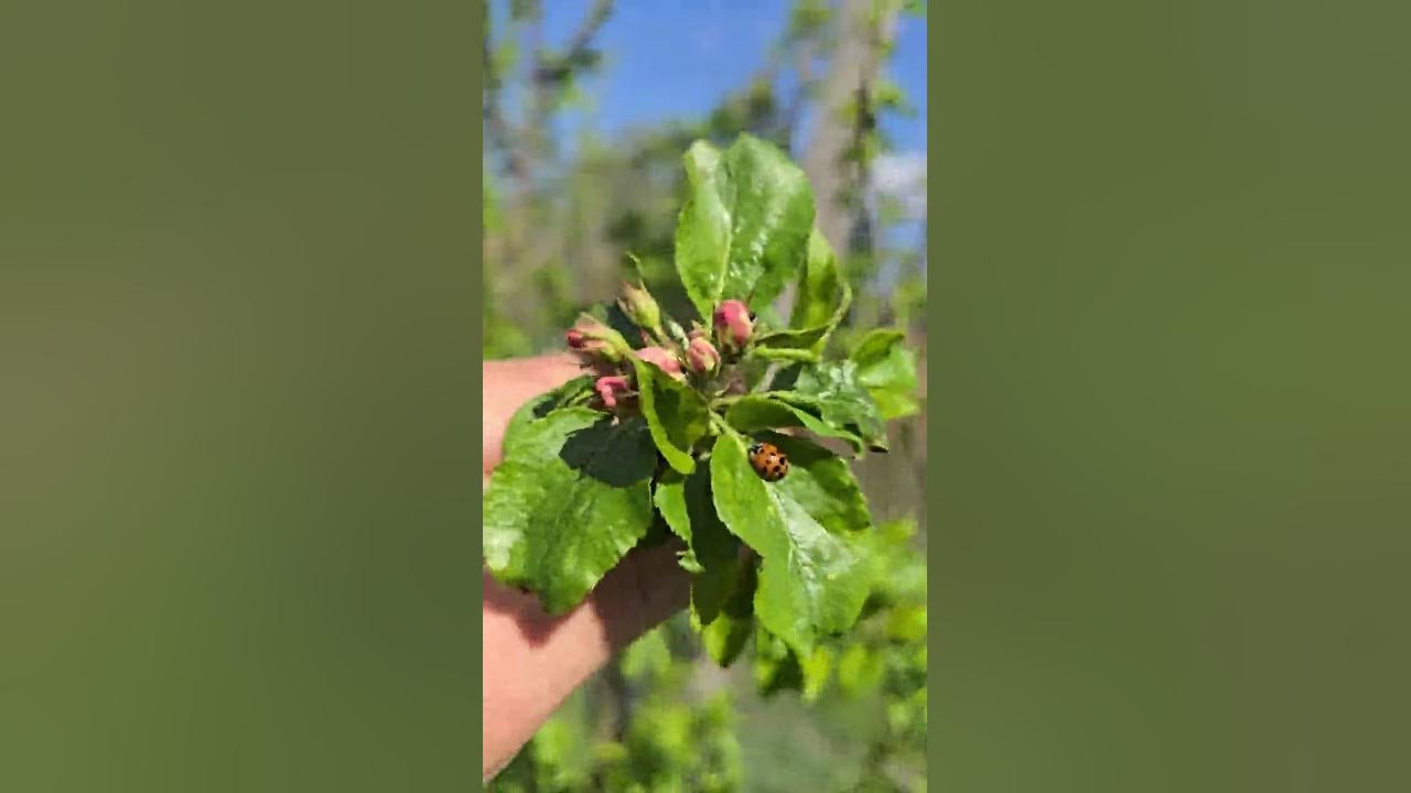 Apple, Crabapple, Apple Crab blossoms, and pollination. YouTube
