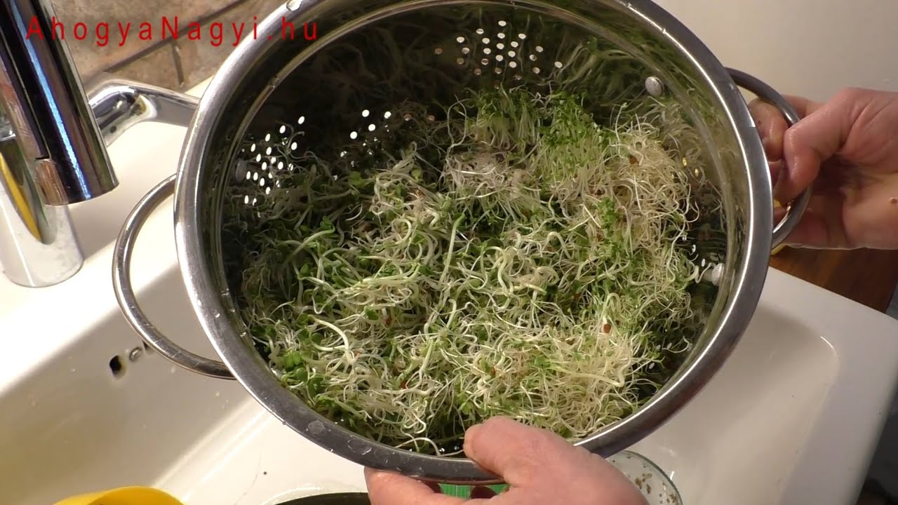 Csíráztatás házilag