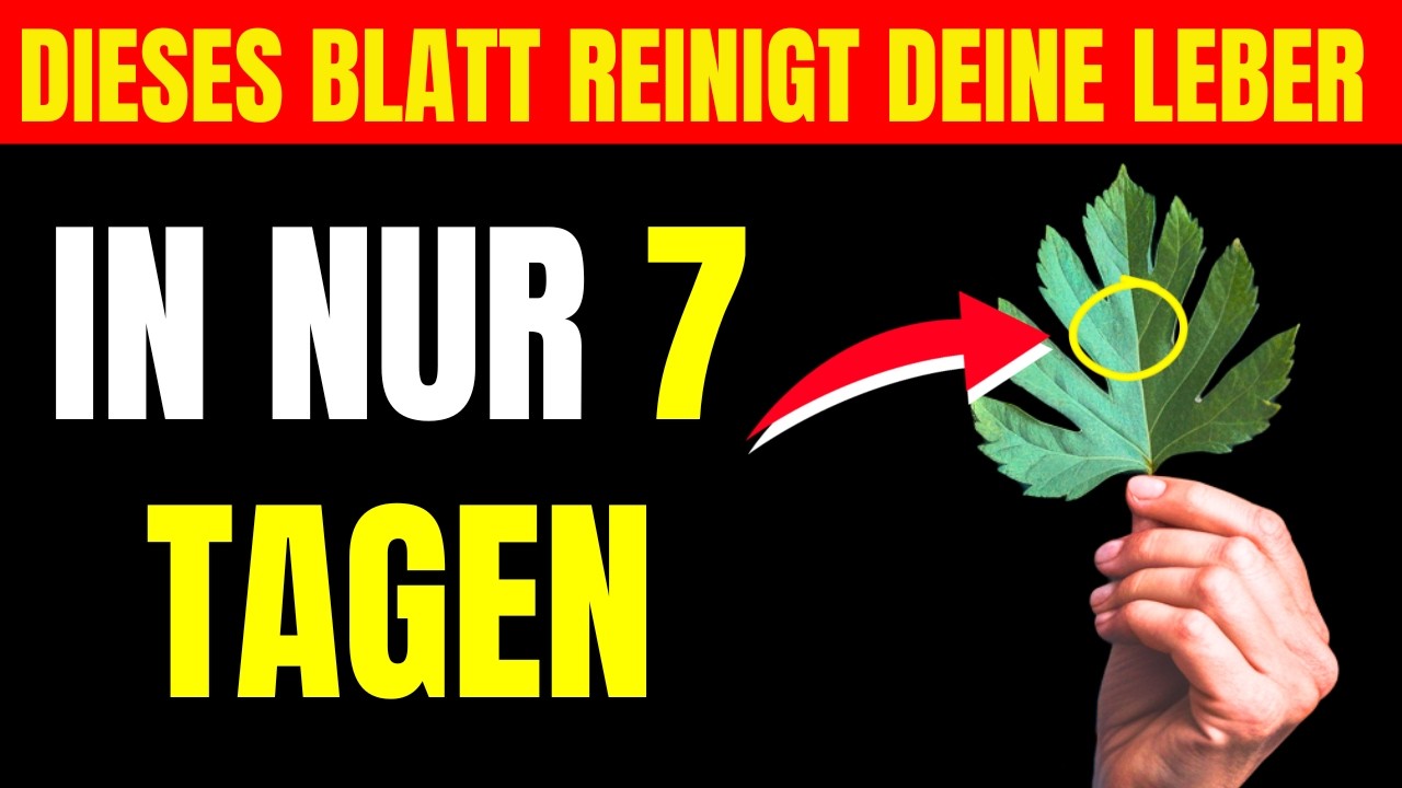Ich hatte eine Fettleber – dieses Blatt reinigte sie in nur 7 Tagen vollständig