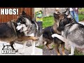Husky Invites New Friend Over And Gives Him A HUG!