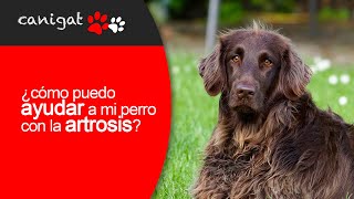 ¿cómo puedo ayudar a mi perro con la artrosis?