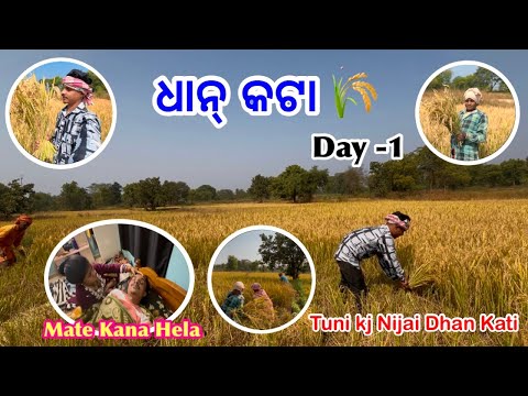Dhan Kata 🌾 Day- 1 // Tuni Kj Nijai Dhan Kati // New Sambalpuri Vlog Video // LB Vlogs