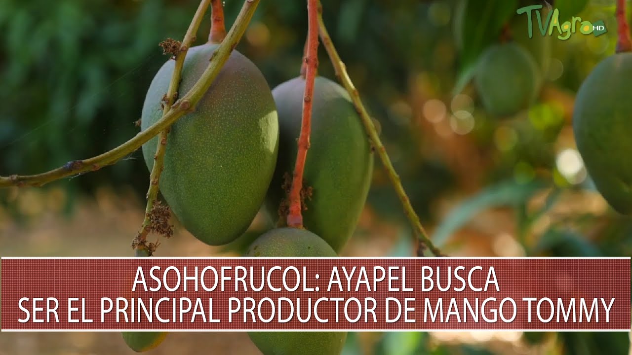 Asohofrucol: Ayapel busca ser el principal productor de mango Tommy - TvAgro por Juan Gonzalo Angel