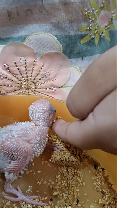 Subhanallah Mashallah Amina helping