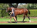 Lot 94 – More Than Ready x Miss Belief colt