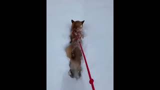 ❄The Shiba Inu Playing In The Snow Is So Cute #Pets #Dog #Cutedog #Shorts
