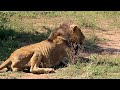 Male lions fight to death and take territory documentary on male lions kruger national parklion