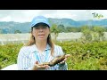 Especies mejoradas de arracacha un compromiso con la sociedad - TvAgro por Juan Gonzalo Angel