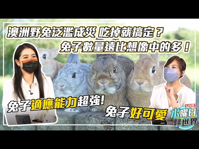 澳洲野兔氾濫農損40億台幣 竟源於160年前24隻英國兔子| 水曜日聊世界ep49精華