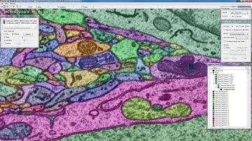 VAST Lite Tutorial: Proofreading an automatic segmentation loaded as segmentation layer