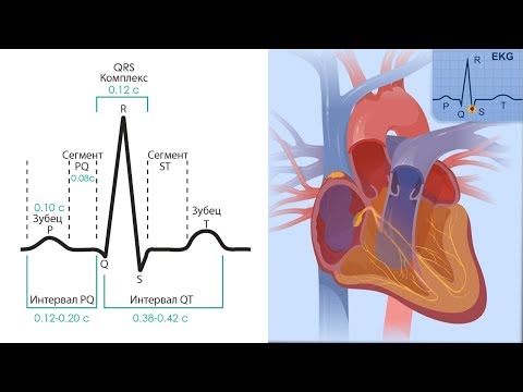 Основы ЭКГ за 100 минут | Проводящая Система Сердца | Зубцы, интервалы, сегменты на ЭКГ