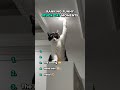 Ranking Funniest Stuck Cats Moments 😮🤨