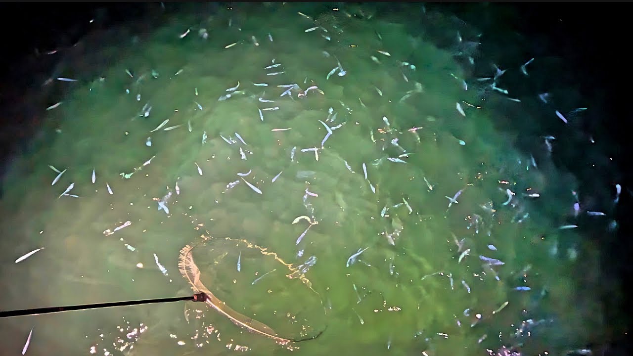 100万匹のイワシの群れに投網を投げてたらやばい魚取れた