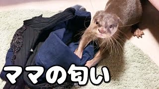 ママの匂いが大好きなカワウソしゃもじ