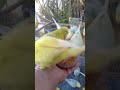 Cute Budgies Singing 'Not Like Us' & 'Die With A Smile' Poppy Playtime Chapter 4 ASMR #Shorts #ASMR