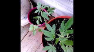 In that dirty south cannabis grow