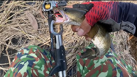 Lure cá lóc tập 15 - Câu dạo cá lũ trên đám khoai và cái kết bất ngờ 😱