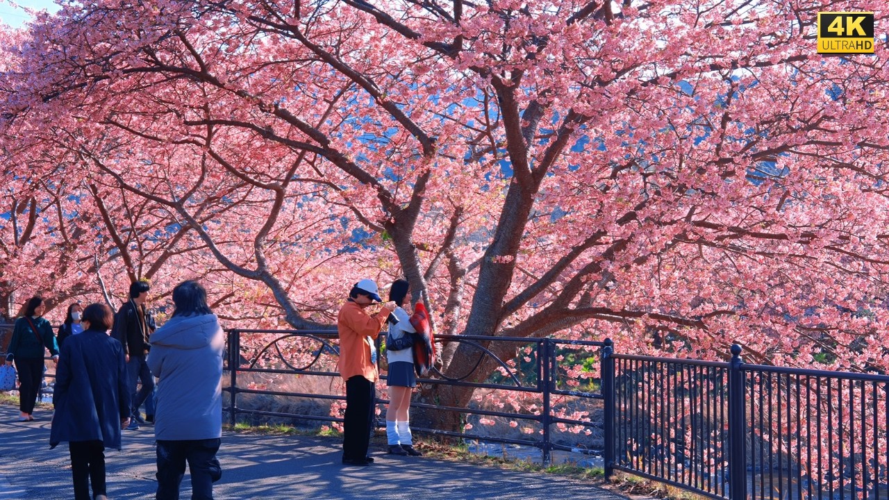 4K HDR Japan travel 2026 | Kawazu Sakura Blossoms in Kawazu（静岡