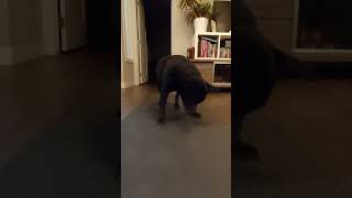 Cute Staffy Dog Treat Catching Fail
