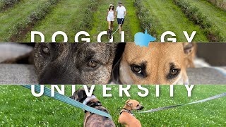 Dogology University | Focus-Based Dog Training In Michigan