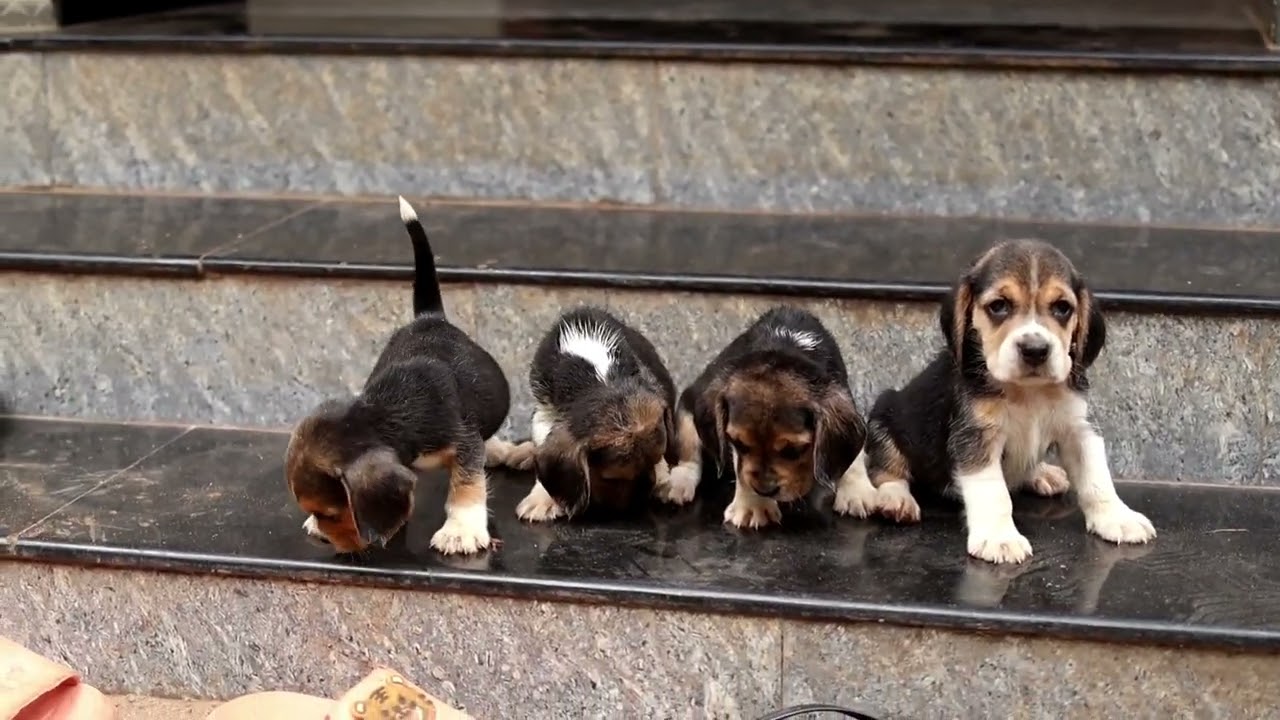  Quality Beagle Puppies |  Low price | Quality 💯 |7561020710 