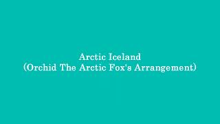 Arctic Iceland Orchid The Arctic Foxs Arrangement