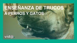 Enseñanza de trucos a perros y gatos