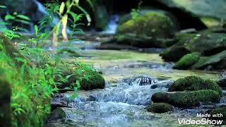 10 Dakika Ney Sesi Ve Dere Akıntısı İle Huzura Yolculuk (Ruhu Ve Zihni Dinlendiren Ezgiler)