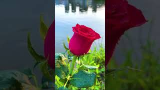 Sunset Red Rose - Red Rose Good Evening Video #shorts #softpeace screenshot 4