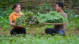 Harvesting farm garden pea leaves  Love for his wife, Build a road around the garden house