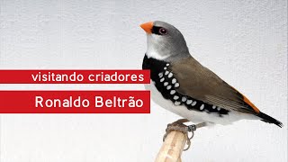 Visitando Criadores – Ronaldo Beltrão e seu criadouro de aves exóticas raras