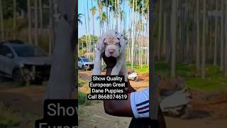 Great Dane Puppies with KCI #greatdane #daně #puppy #puppies #shorts
