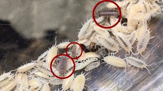 What to do when  ISOPODS  INVADE your Isopod Bins by Aquarimax Pets 2,341 views 5 months ago 7 minutes, 43 seconds